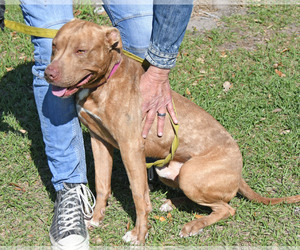 American Bulldog-Unknown Mix Dogs for adoption in Fernandina Beach, FL, USA