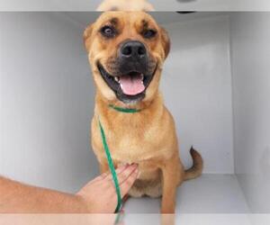 Boxador Dogs for adoption in Houston, TX, USA