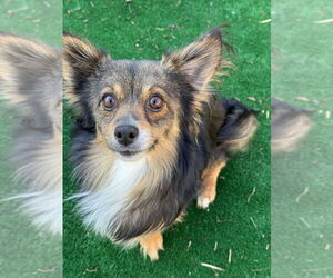 Chihuahua-Unknown Mix Dogs for adoption in Banning, CA, USA