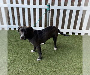 American Pit Bull Terrier-Unknown Mix Dogs for adoption in Modesto, CA, USA