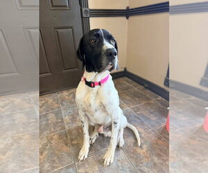German Shorthaired Pointer-Great Pyrenees Mix Dogs for adoption in Bullard, TX, USA
