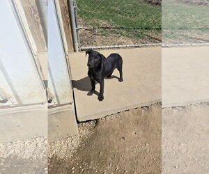 German Shorthaired Pointer-Unknown Mix Dogs for adoption in Maquoketa, IA, USA