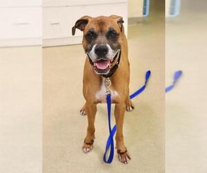 Boxer Dogs for adoption in Vero Beach, FL, USA
