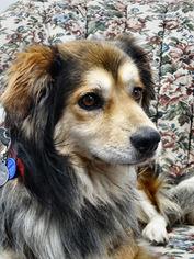 Australian Shepherd-Unknown Mix Dogs for adoption in Tacoma, WA, USA