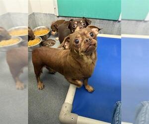 Chihuahua Dogs for adoption in San Antonio, TX, USA
