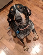 Bluetick Coonhound Dogs for adoption in Princeton, MN, USA