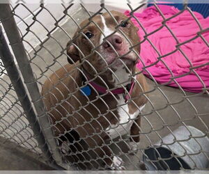 Mutt Dogs for adoption in Olathe, KS, USA