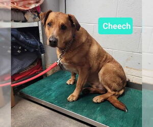 Affenpinscher-Labrador Retriever Mix Dogs for adoption in Richmond, IN, USA