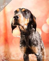 Bluetick Coonhound Dogs for adoption in Ottawa, KS, USA