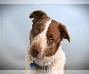 Mutt Dogs for adoption in Fort Collins, CO, USA