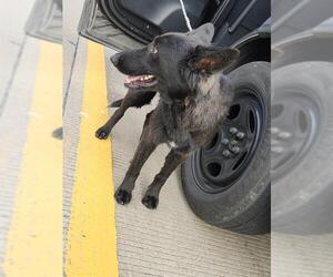 German Shepherd Dog Dogs for adoption in San Antonio, TX, USA