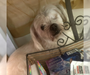 Maltese Dogs for adoption in Eustis, FL, USA