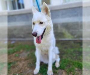 German Shepherd Dog-Unknown Mix Dogs for adoption in Long Beach, CA, USA