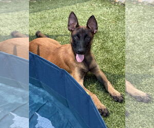 Mutt Dogs for adoption in Woodbury, NY, USA