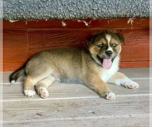 - Mix Dogs for adoption in miami, FL, USA