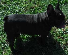 French Bulldog Dogs for adoption in Commerce, GA, USA