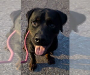 Rottweiler Dogs for adoption in Hillsboro, NH, USA