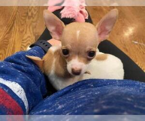 Chihuahua Dogs for adoption in Great Bend, KS, USA