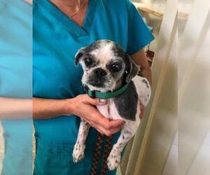 Shih Tzu Dogs for adoption in Fort Lauderdale, FL, USA