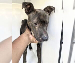Mutt Dogs for adoption in Houston, TX, USA