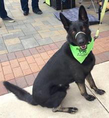 German Shepherd Dog Dogs for adoption in Centreville, VA, USA