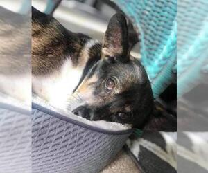 Dorgi Dogs for adoption in Dallas, TX, USA