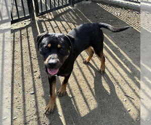 Rottweiler Dogs for adoption in Riverside, CA, USA