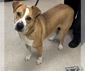 American Pit Bull Terrier-Labrador Retriever Mix Dogs for adoption in Saginaw, MI, USA