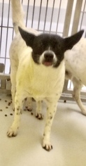 Rat Terrier Dogs for adoption in Pampa, TX, USA