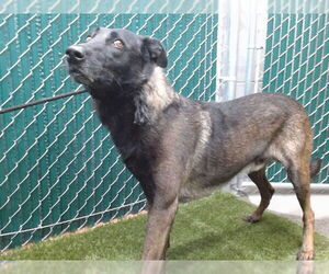German Shepherd Dog Dogs for adoption in Downey, CA, USA
