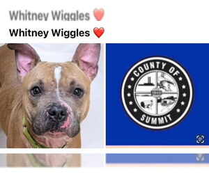 American Pit Bull Terrier-American Staffordshire Terrier Mix Dogs for adoption in Akron, OH, USA