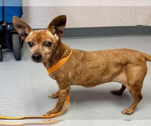 Chihuahua-Unknown Mix Dogs for adoption in San Bernardino, CA, USA