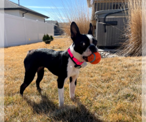 Boston Terrier Dogs for adoption in Sioux Falls, SD, USA