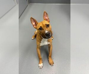 Mutt Dogs for adoption in Hilton Head, SC, USA