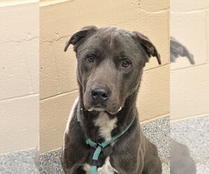 Labrador Retriever Dogs for adoption in Tarboro, NC, USA