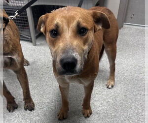 Labrador Retriever-Unknown Mix Dogs for adoption in Pasadena, TX, USA