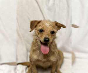 Chihuahua-Unknown Mix Dogs for adoption in Ball Ground, GA, USA