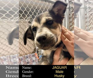 Siberian Husky-Unknown Mix Dogs for adoption in Cedar Crest, NM, USA