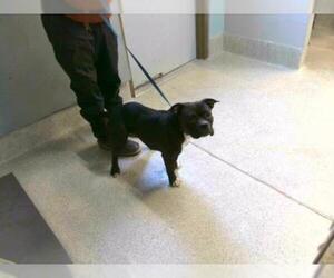 Staffordshire Bull Terrier Dogs for adoption in Tallahassee, FL, USA