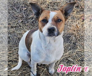 Jack-A-Bee Dogs for adoption in Blacksburg, SC, USA