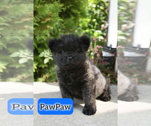 Chow Chow Dogs for adoption in Sandy, UT, USA