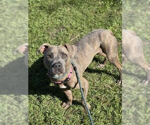 American Staffordshire Terrier Dogs for adoption in Fort Lauderdale, FL, USA