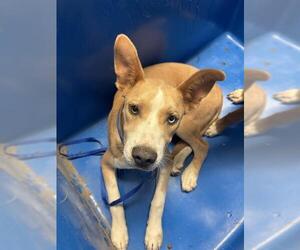 Mutt Dogs for adoption in Bakersfield, CA, USA