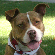 American Pit Bull Terrier-Unknown Mix Dogs for adoption in Templeton, CA, USA
