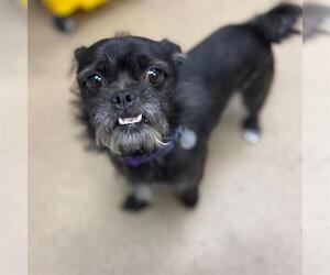 Pug-Unknown Mix Dogs for adoption in Aurora, CO, USA