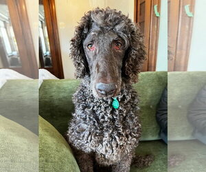 Medium Photo #3 Poodle (Standard) Puppy For Sale in St. Louis Park, MN, USA