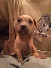 Staffordshire Bull Terrier Dogs for adoption in Hanover, PA, USA