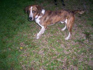 Beagle-Coonhound Mix Dogs for adoption in Baraboo, WI, USA