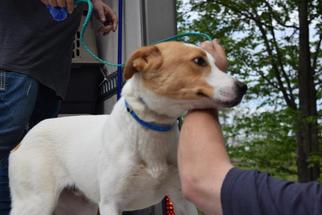 Labrador Retriever Dogs for adoption in Chichester, NH, USA