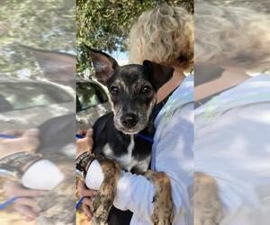 German Shepherd Dog-Plott Hound Mix Dogs for adoption in Missouri City, TX, USA